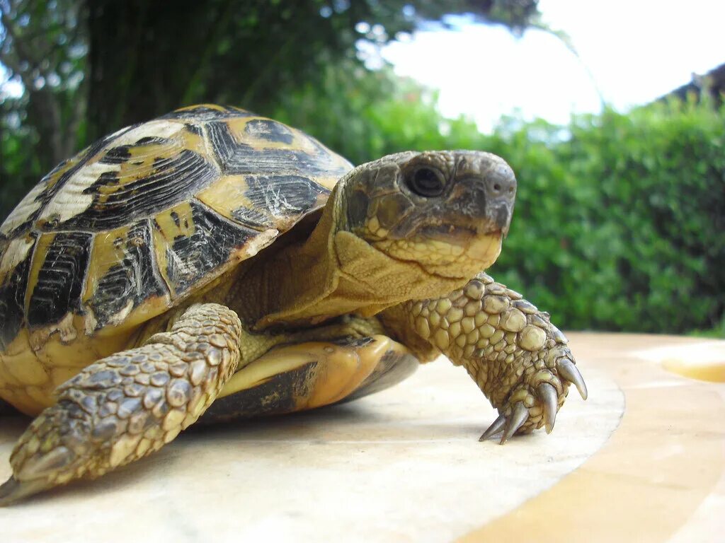 Спячка сухопутной черепахи. Сухопутная черепаха. Черепахи домашние Сухопутные. Черепашка домашняя.