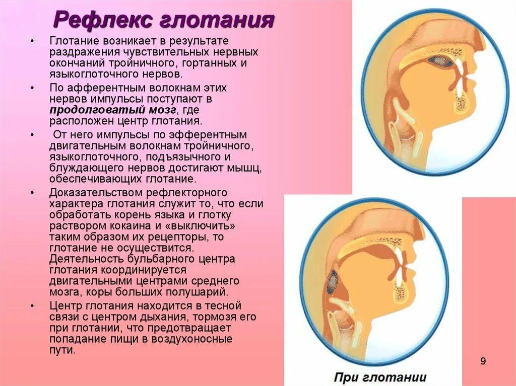 Рефлекс можно ли. Глотательный рефлекс. Схема глотательного рефлекса. Отсутствие глоточного рефлекса. Нарушение глотательного рефлекса.