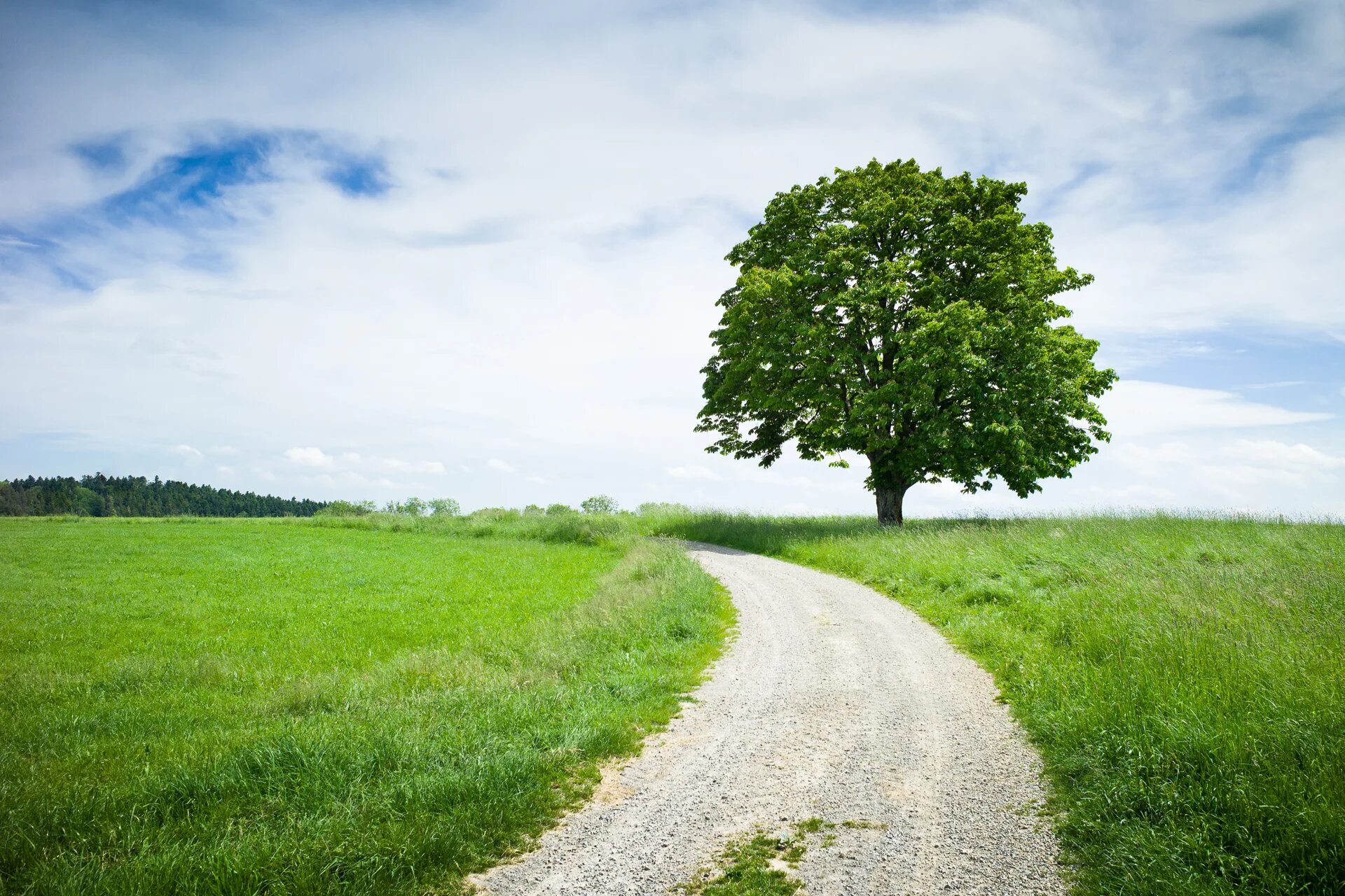 My new tree. Деревья летом. Пейзаж с деревьями. Лето поле дерево. Дерево в поле.