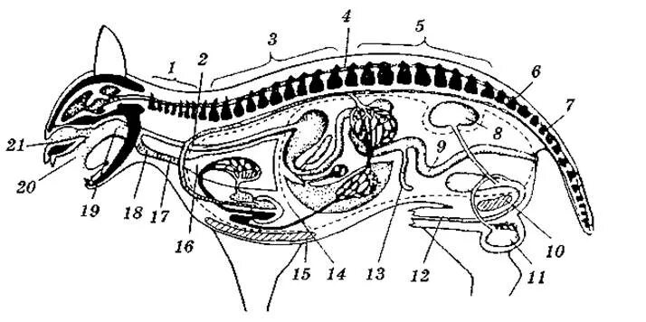 Внутренняя система млекопитающих 7 класс. Рис 162 пищеварительная система млекопитающих. Схема пищеварительной системы млекопитающих 7 класс. Внутреннее строение млекопитающих пищеварительная система. Внутреннее строение млекопитающих рисунок