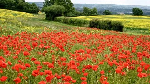 G field