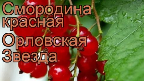 Красная орловская