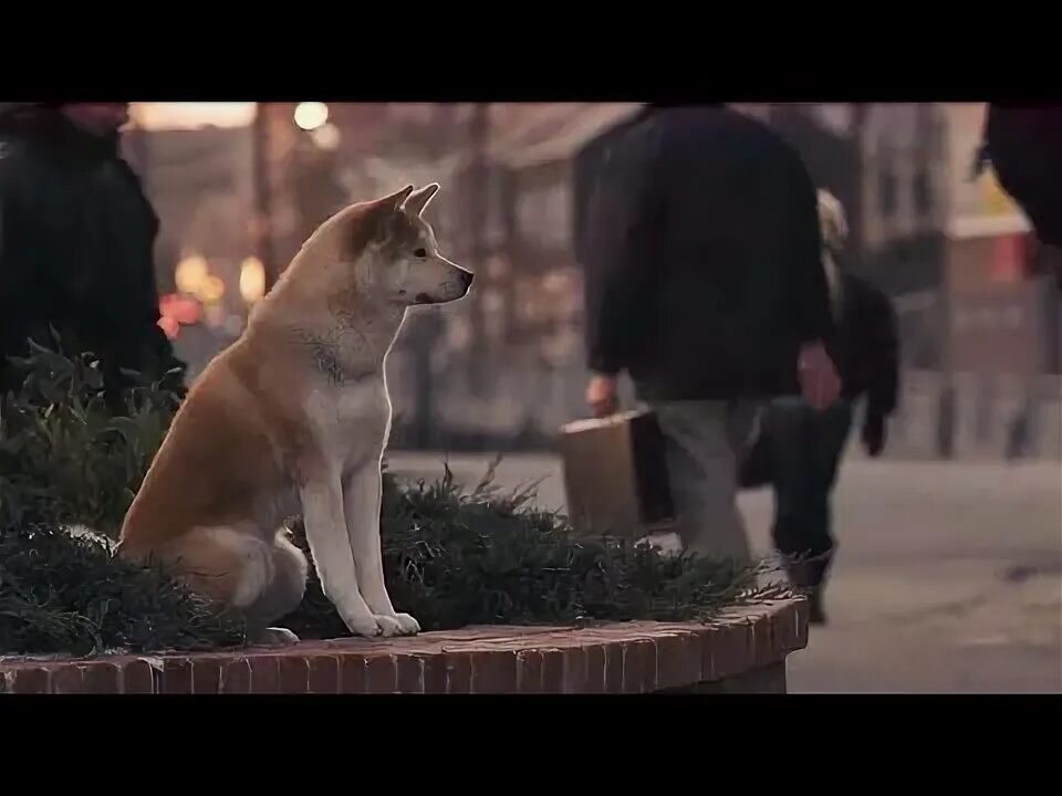 Хатико преданность. Hachi: a Dog's Tale 2009. Хатико иной мир. Хатико песня дмитриенко