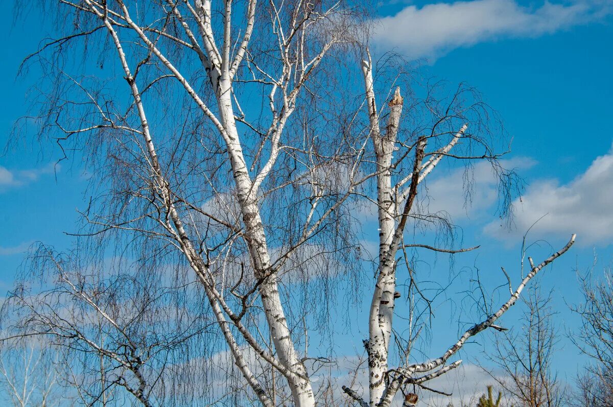 День березы. Береза Живая. Береза 11 апреля. Праздник берёзы (Берещенье). Почта березки