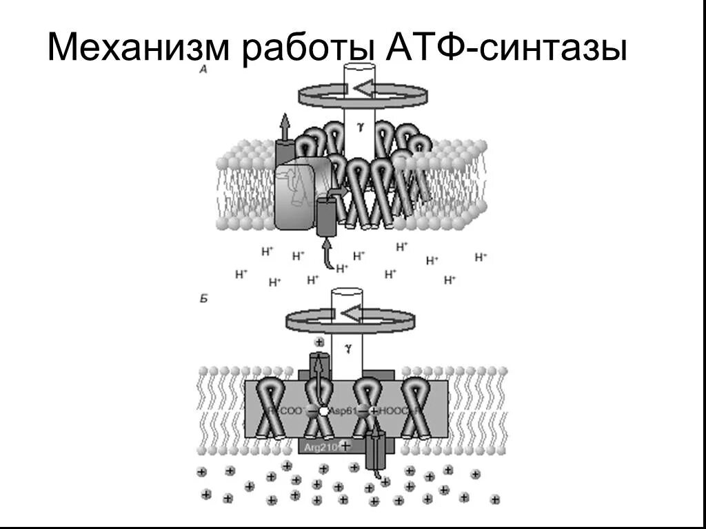 Атф канал. АТФ синтаза строение. АТФ синтаза механизм. Механизм функционирования АТФ синтазы. АТФ синтаза схема.