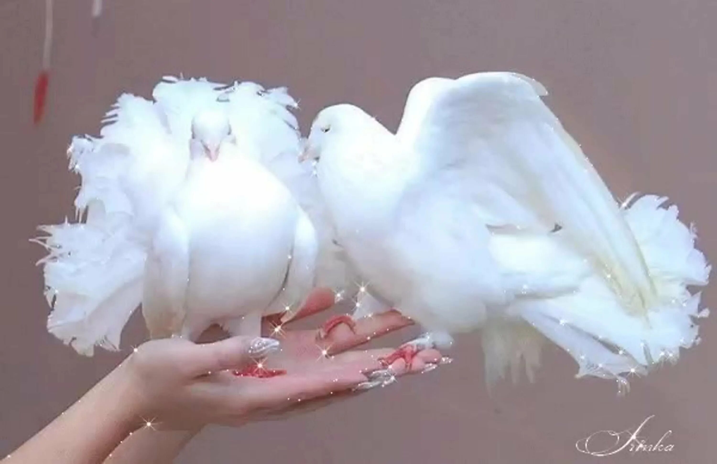 Белый голубь. Красивые голуби. Красивый белый голубь. Свадебные голуби.