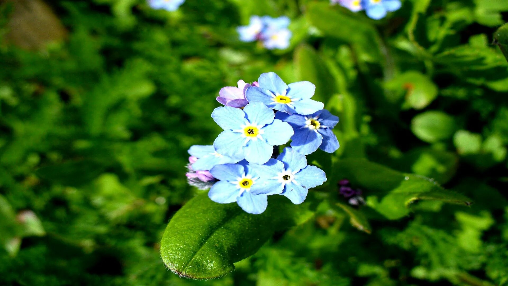 Цветы Незабудка Лесная Полянка. Незабудка Лесная Myosotis sylvatica. Незабудка цветы. Лесная Поляна. Незабудка Незабудка иногда. Незабудка цифрами