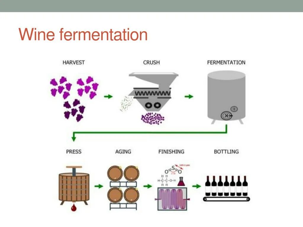 Технологическая схема производства вина из винограда. Схема технология изготовления вина. Технологический процесс изготовления вина. Схема производства виноградных вин.