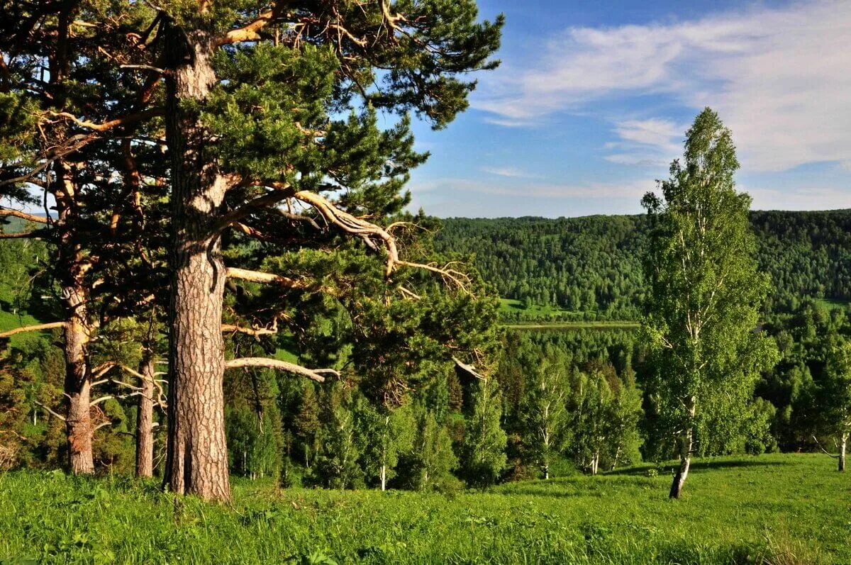 Хвойный район. Сосновый Бор Псковская область. Онолвинский кедровник. Уватского район Кедровый лес. Кедр Сибирский лес России.