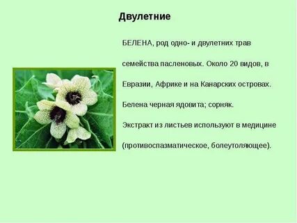 Белена какое семейство