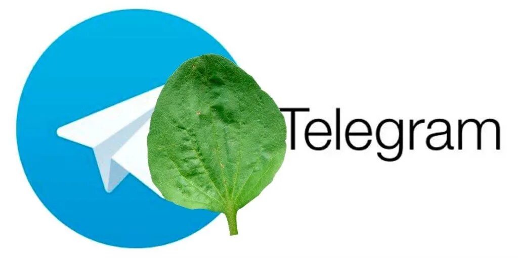 Телеграмм. Кия мохаве лиса рулит. Аватар для телеграм. Разблокировка телеграм. Значок мессенджера телеграмм.