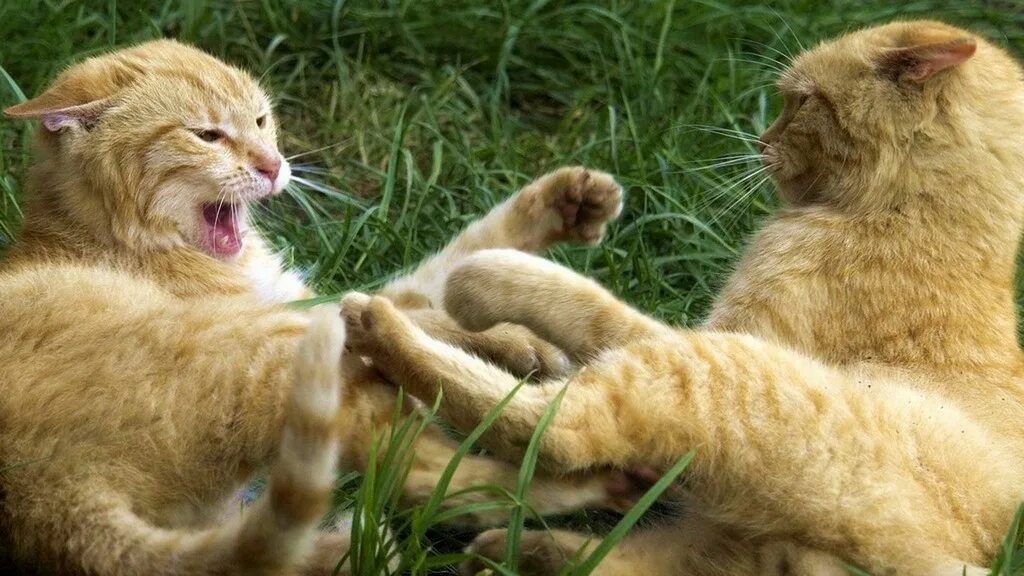 Что делать если поцарапала кошка. Поведение кошки. Клер бессант кошкотерапия. Stray cats mating. Коты спариваются в библиотеке.