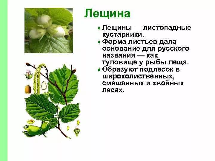Свойства листьев лещины. Форма листьев орешника. форма листьев фундука. листья орешника описание.