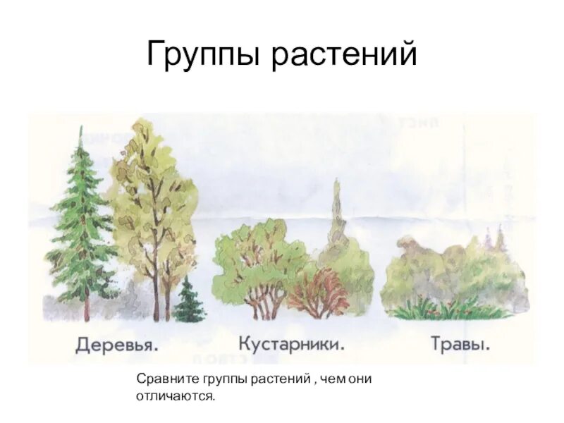 5 основных групп растений. Группы растений. Перечисли группы растений. Две большие группы растений. Презентация группы растений.