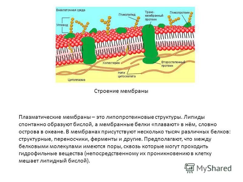 мембранные белки и липиды. мембранные белки и гликокаликс. мембрана белка цитоскелет. белки цитоплазматической мембраны классифицируют. мембранные белки и липиды.