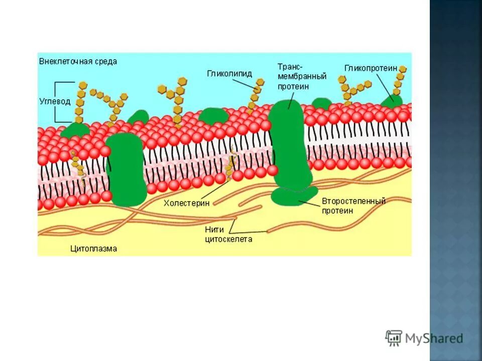 Система мембран и каналов пронизывающих цитоплазму клеток эукариот. Строение цитоплазматической мембраны бактерий. Гладкая эндоплазматическая сеть осуществляется. Строение эндоплазматической мембраны. Функции цитоскелет в эукариотической клетке.