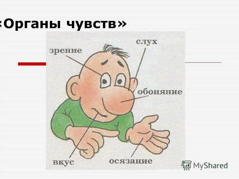 Тест органы чувств 9 класс. Органы чувств. Осязание обоняние зрение слух вкус. Органы слуха зрения обоняния осязания. Органы чувств картинки.