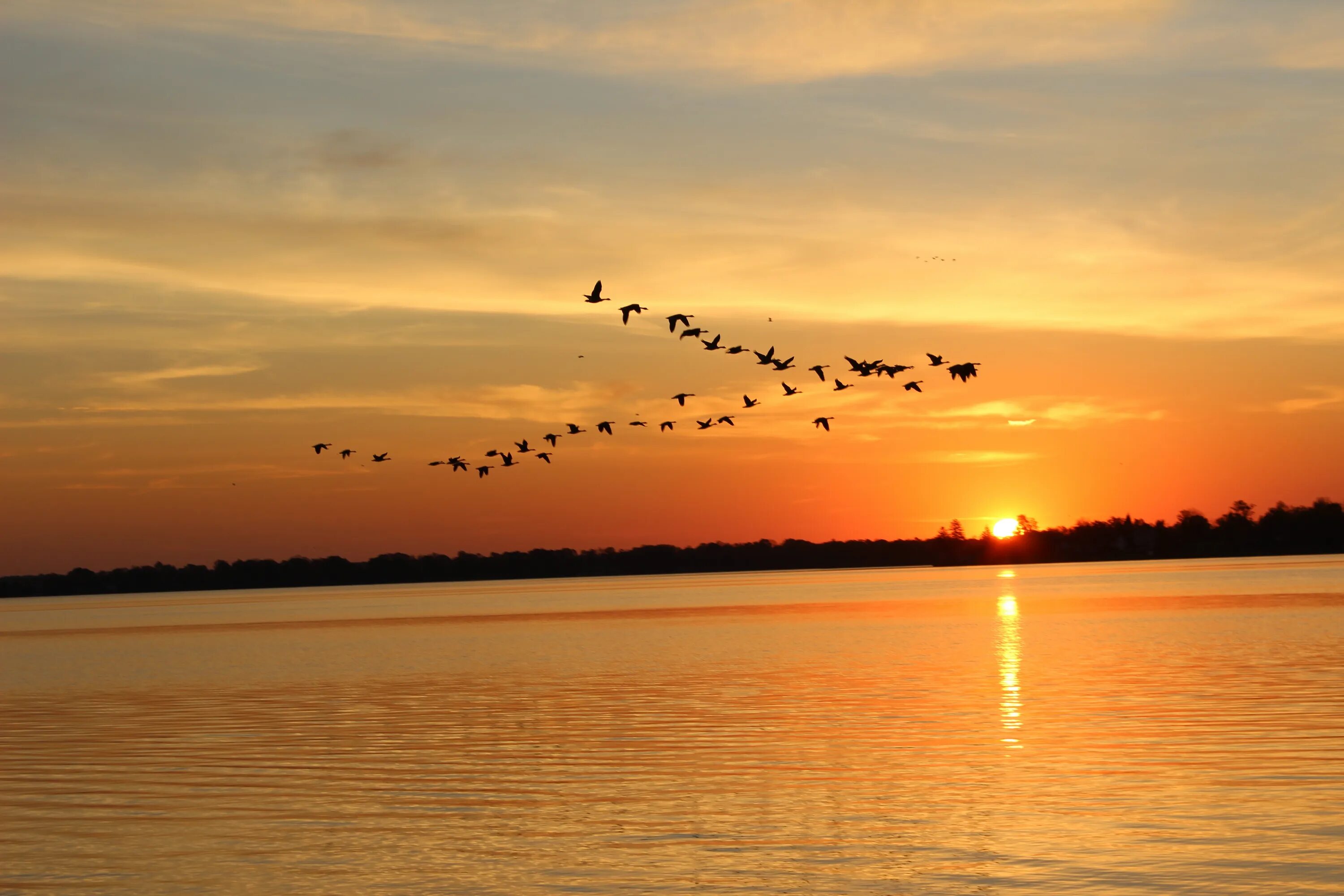 Птицы на рассвете. Птицы на Восходе солнца. Птицы на закате. Море закат птицы.