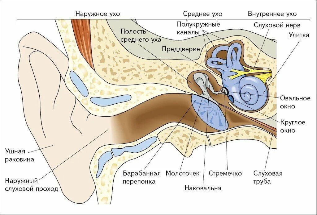 Нервы органа слуха. Схема полости среднего уха. Слуховой нерв внутреннее ухо. Строение среднего уха схема. Строение наружного уха среднего уха и внутреннего уха.