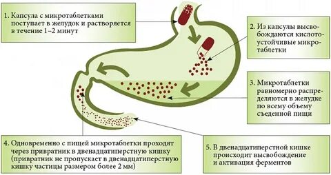 Капсула через сколько действует