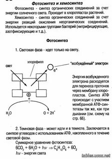 Сходство и различие процессов хемосинтеза и фотосинтеза