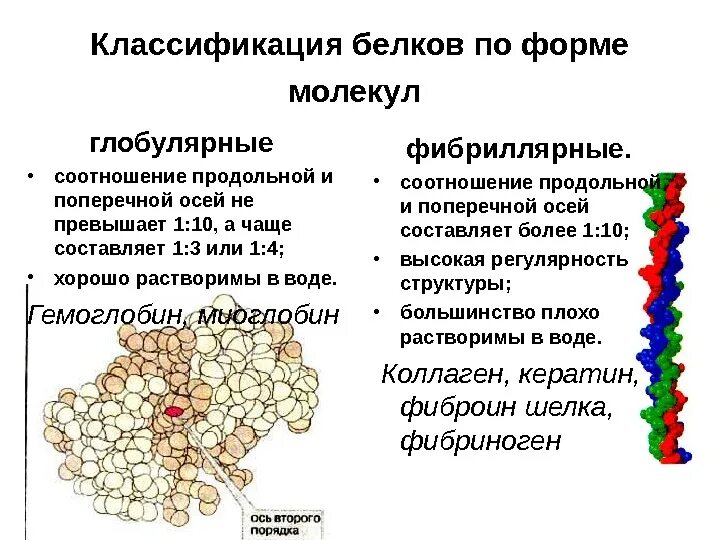 Формы белковых молекул. Классификация белковых молекул. Классификация белков по форме молекул. Классификация белков по строению. Форма белков биохимия.