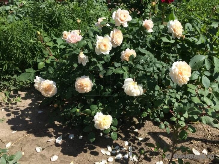 Галерея - Crocus Rose ® (AUSquest, City of Timaru, Emanuel) - Энциклопедия роз