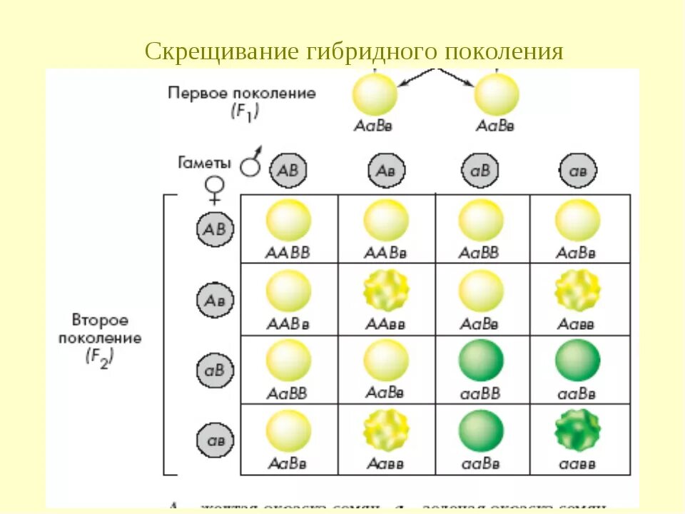 Гибриды второго поколения. Дигибридное скрещивание 1 поколение. Схема дигибридного скрещивания f1 первого поколения. Моногибридное скрещивание гороха схема. Схема дигибридного скрещивания 1 поколение 2 поколение.