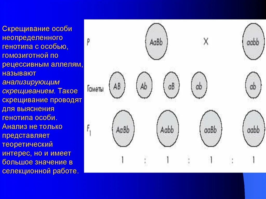 Дигибридное скрещивание гомозигот. Скрещивание гомозиготных особей. Гомозиготная рецессивная особь. Генотип гомозиготной рецессивной особи.