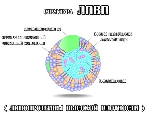 Липопротеины высокой плотности ЛПВП строение. Структура ЛПНП. Строение частицы липопротеина. Липопротеины высокой плотности строение.