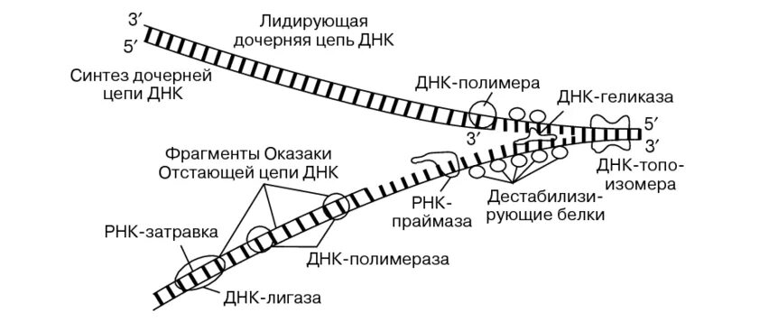 Схема репликации ДНК. Синтез ДНК схема. Схема репликации ДНК эукариот. Репликация цепи ДНК.