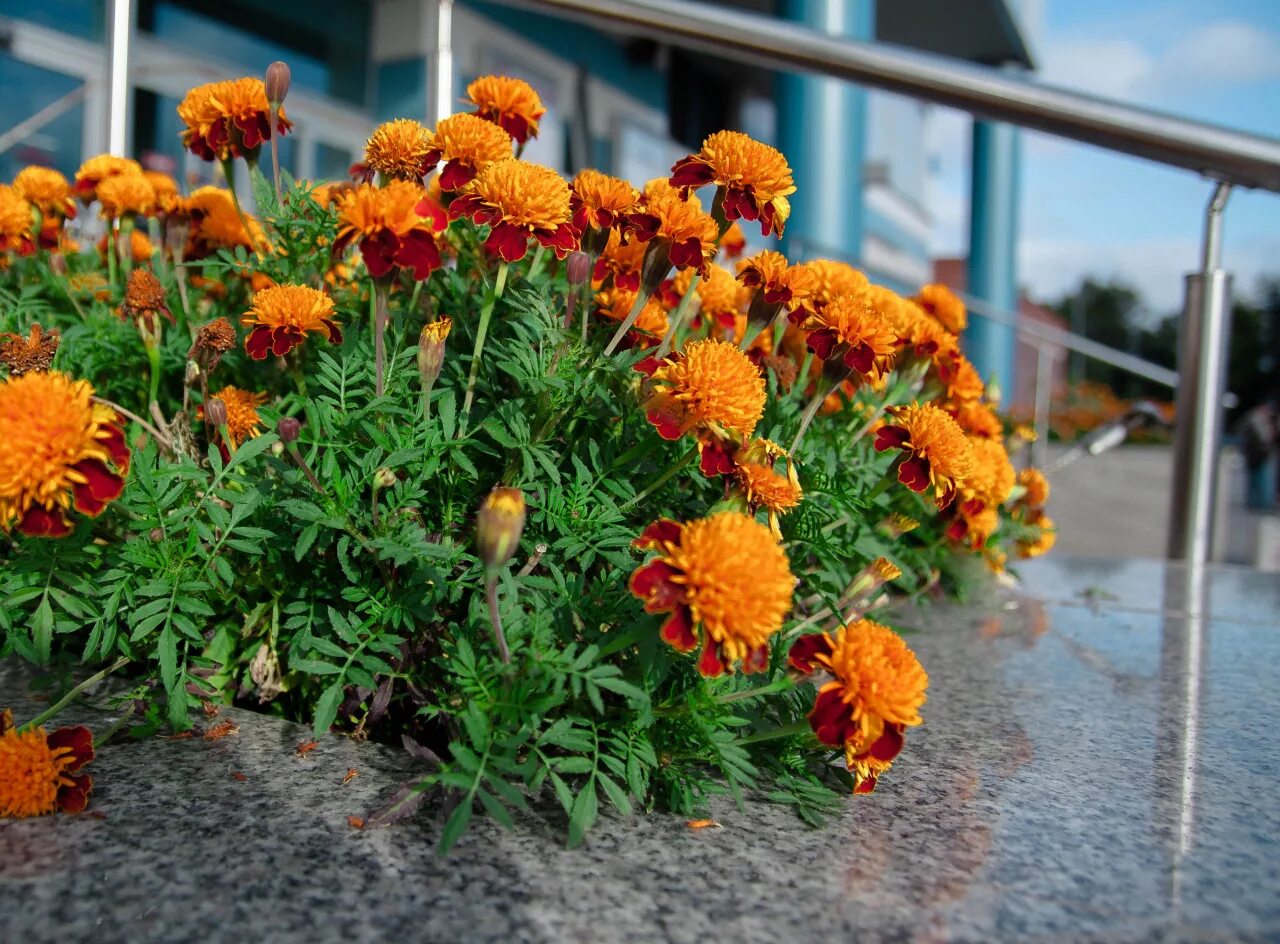 букет из гиперикума и альстромерий. дикие. царство цветов картинки. букет шикарный. фрезия цветок букет.