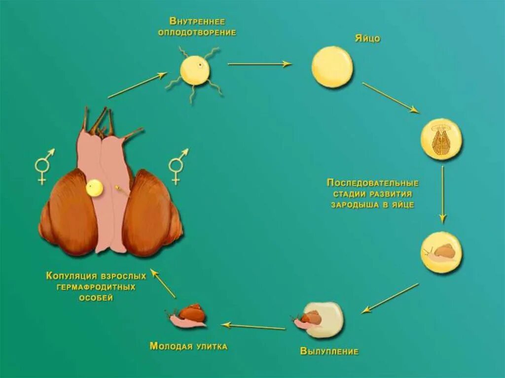 Цикл развития моллюсков схема. Цикл развития брюхоногих моллюсков. Схема развития брюхоногого моллюска. Жизненный цикл виноградной улитки. Цикл прудовика