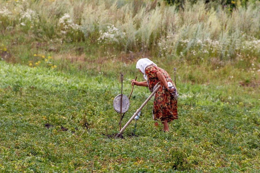 поле бабушки. люди на рисовых плантациях. поле бабушки. бабушка в деревне. деревенская бабушка.
