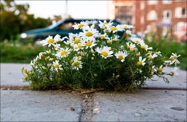 Блондинка фильм 2022. Ромашковые поля абинский район. Город ромашек 2. Ромашка полевая в траве. Город ромашек 2.
