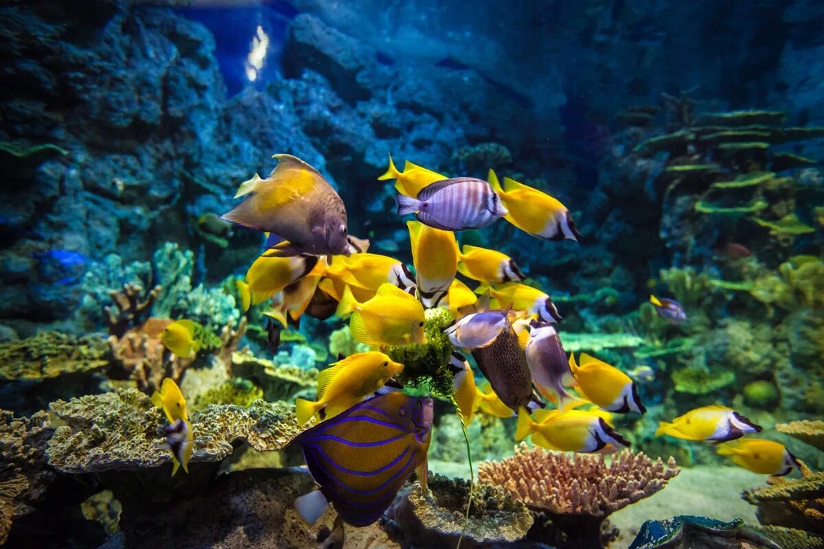 Океанариум discovery world. Сочи Дискавери ворлд аквариум. Сочинский океанариум Сочи. Подводный мир:океанариум Sochi Discovery World Aquarium. Океанариум Сочи Дискавери в Адлере.