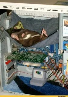 Мыши не дают спать