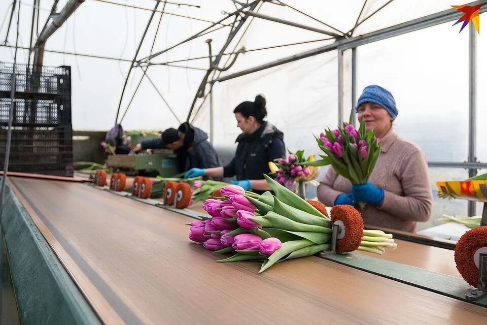 7 цветов вакансии. 7 цветов вакансии. 7 цветов вакансии. 7цветов опт санкт-петербург московское шоссе. 7 цветов вакансии.