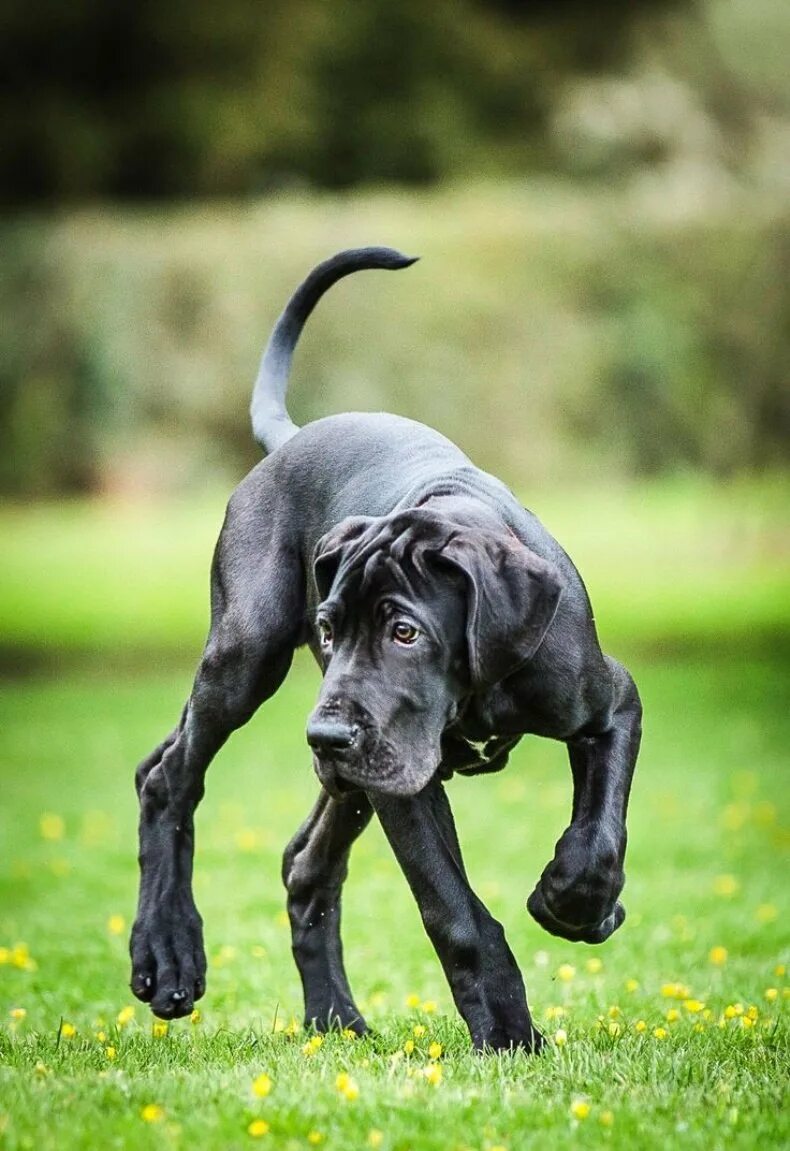 Дог порода собак фотографии. Ульмский дог. Great Dane собака. Дог Зевс. Датский дог Гибсон.