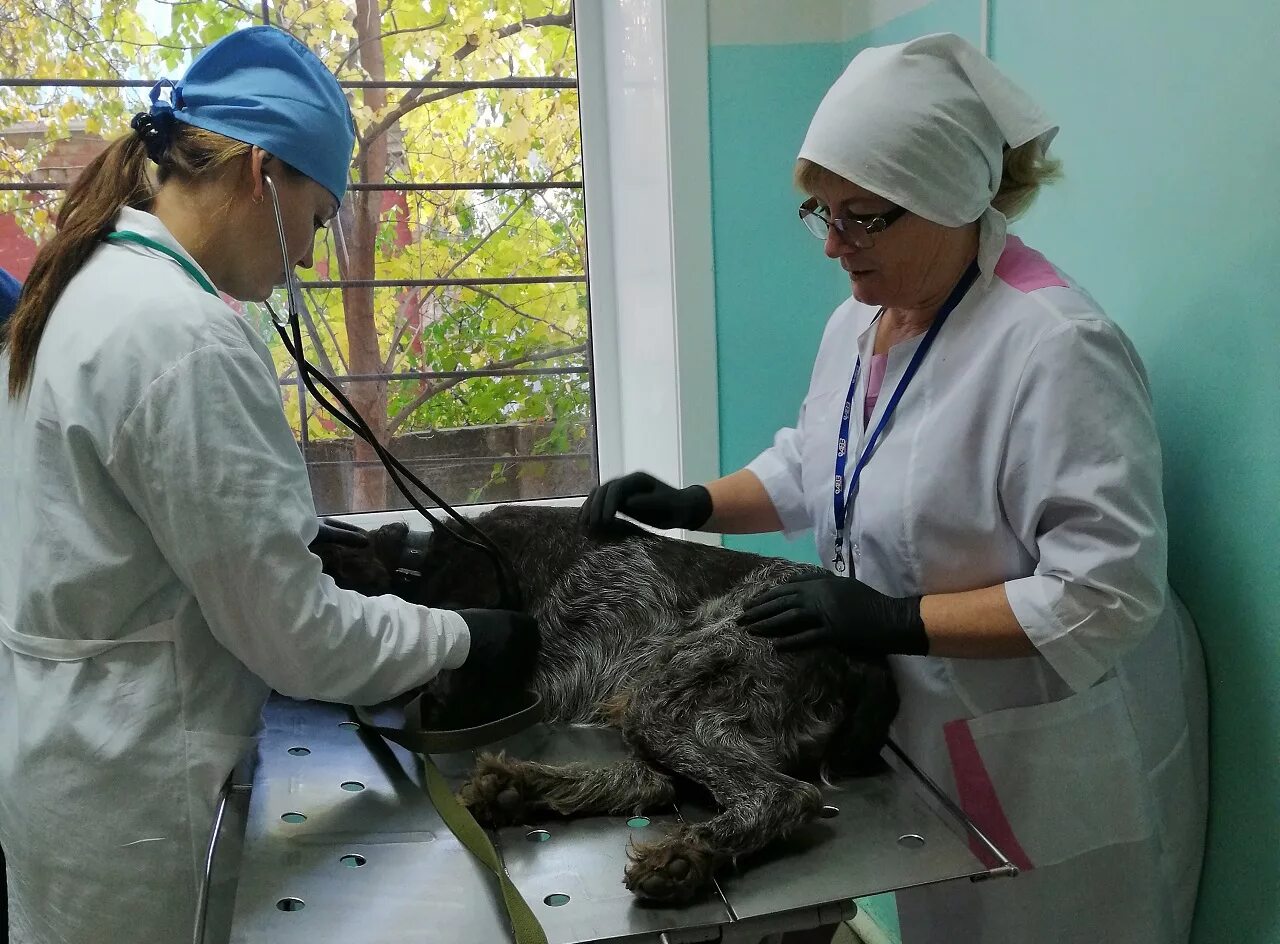 Ветеринарный техникум после 9. Образование ветеринара. Профессия ветеринар. Предметы для профессии ветеринар. Какие предметы нужно сдавать на ветеринара.