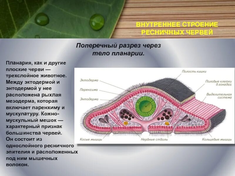 Система ресничных червей. Строение кожно мускульного мешка плоских червей. Кожно мускульный мешок планарии. Кожно мускульный мешок паренхима плоские черви. Молочная планария кожно мускульный мешок.