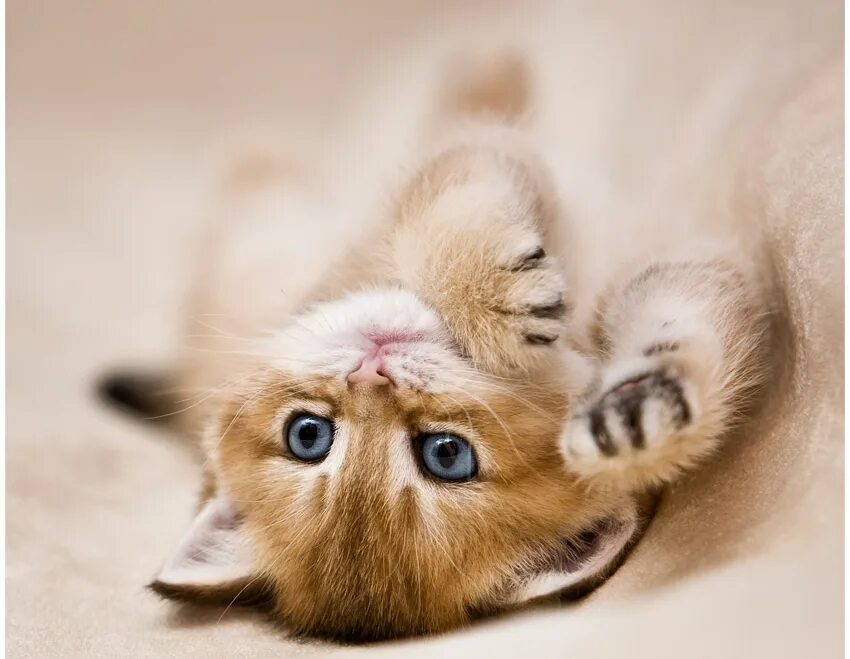 милый котенок. мимимишные котики. красивые котики. милые котейки. милые коты.