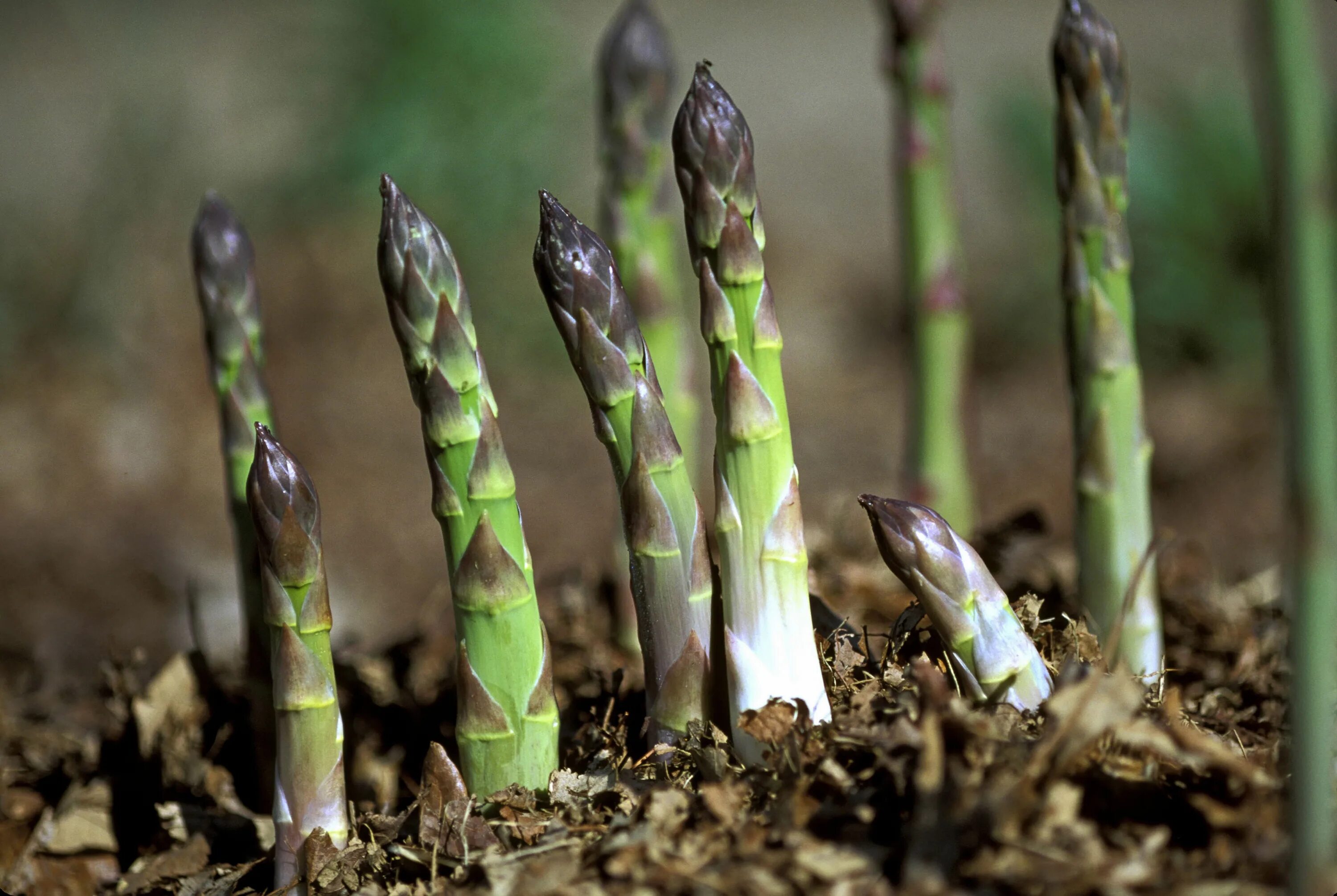 Спаржа растение. Спаржа Огородная. Спаржа куст. Спаржа (Asparagus officinalis).. Спаржа как выращивать в огороде