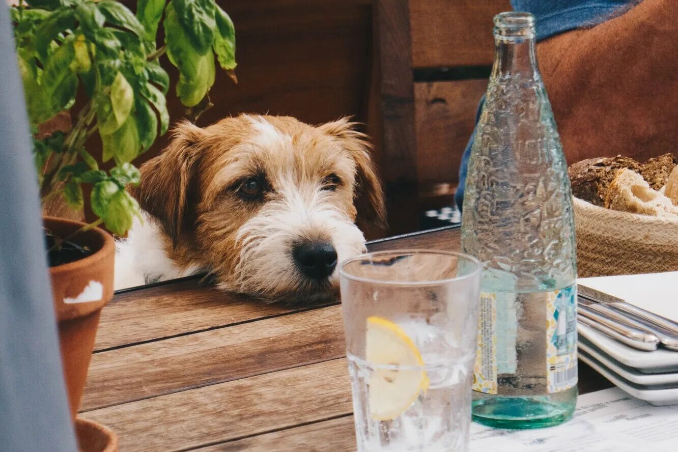 Сколько пьют щенки. Собака пьет. Пьющая собака. Собака пьющая воду. Собака лакает.