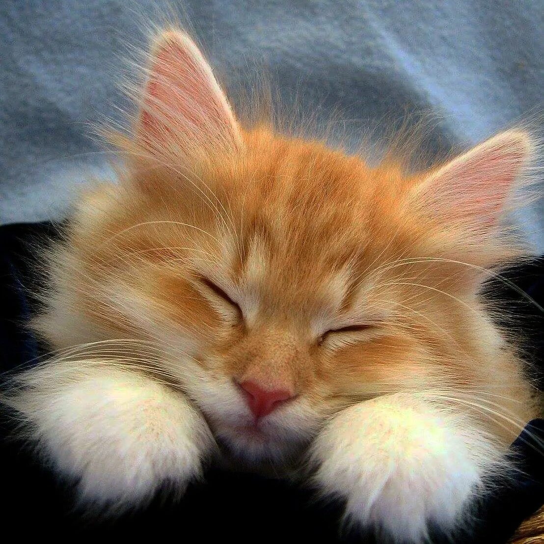 Спящие котики. Спящий котенок. Нежная кошка. Спокойной ночи котик. Спокойной ночи!.