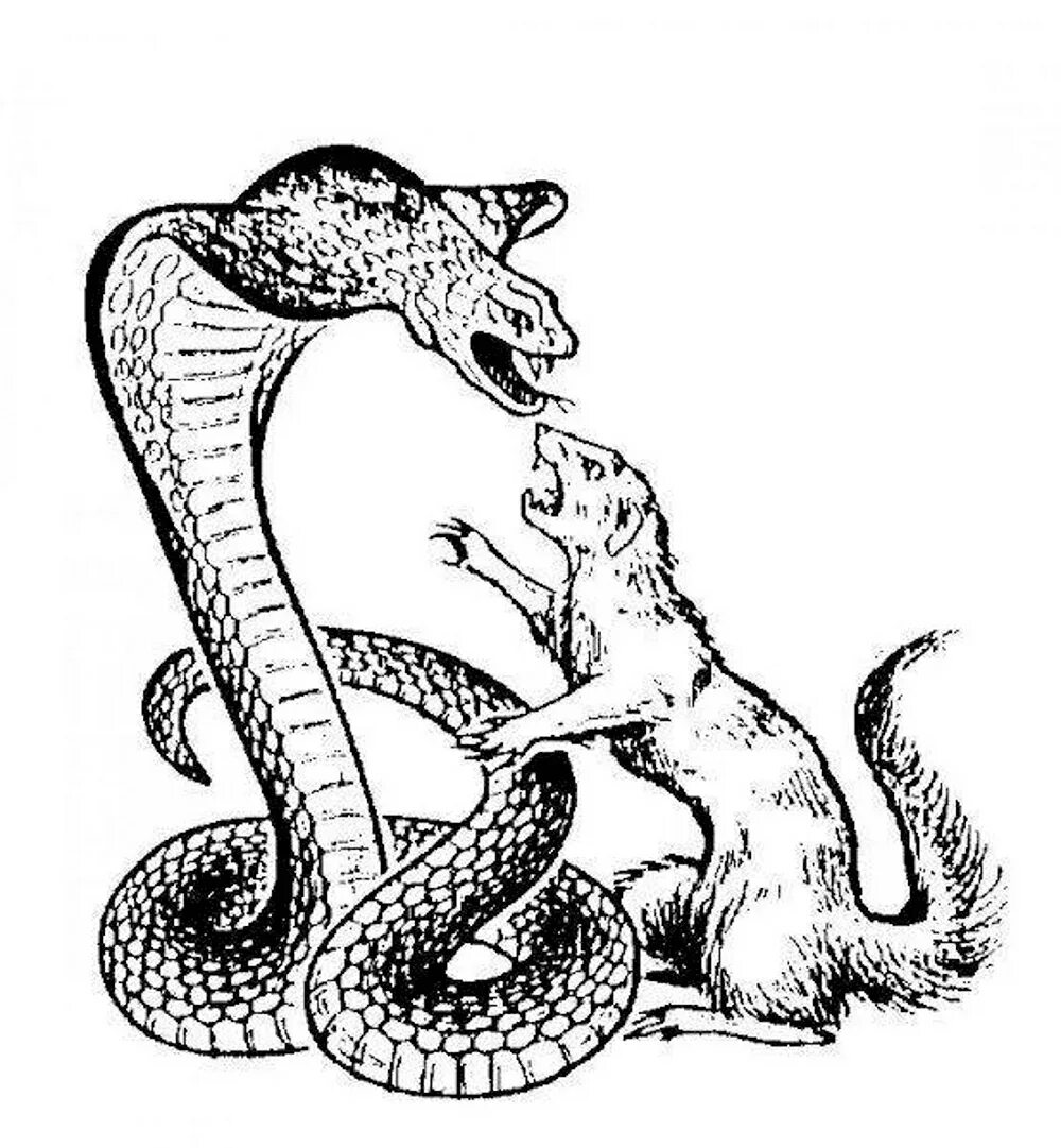 Рики тики тави и кобра. Рики тики тави раскраска. Рики тики тави распечатать. Нагайна змея рикки тикки тави. Рики тики тави.