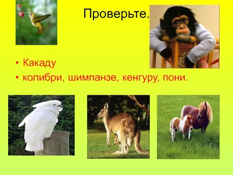 Род какаду в русском. Пони кенгуру шимпанзе Какаду. Кенгуру Какаду род. Кенгуру пони шимпанзе род. Шимпанзе кенгуру Колибри род.