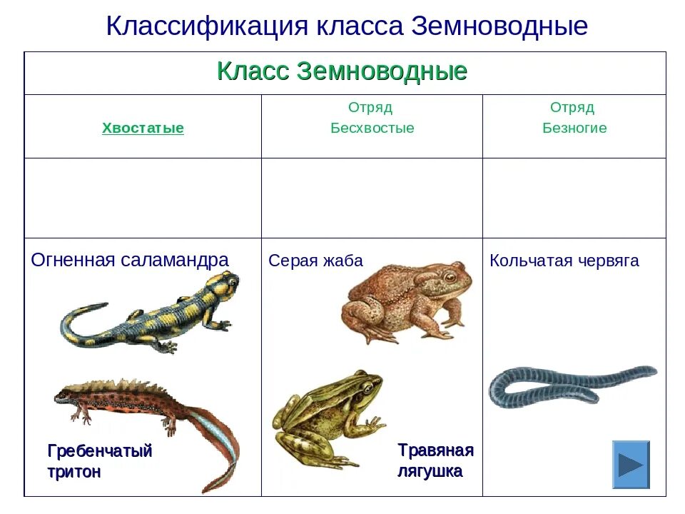 Какие земноводные относятся к отряду хвостатых. Отряд безногие отряд хвостатые отряд бесхвостые таблица. бесхвостые хвостатые безногие. класс земноводные отряд бесхвостые. отряд безногие хвостатые бесхвостые земноводные.