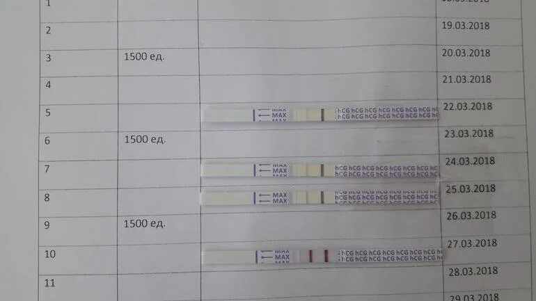 Сколько длится протокол. Протокол эко по дням. Длительность короткого протокола эко. Эко короткий протокол по дням цикла. Короткий протокол эко по дням.