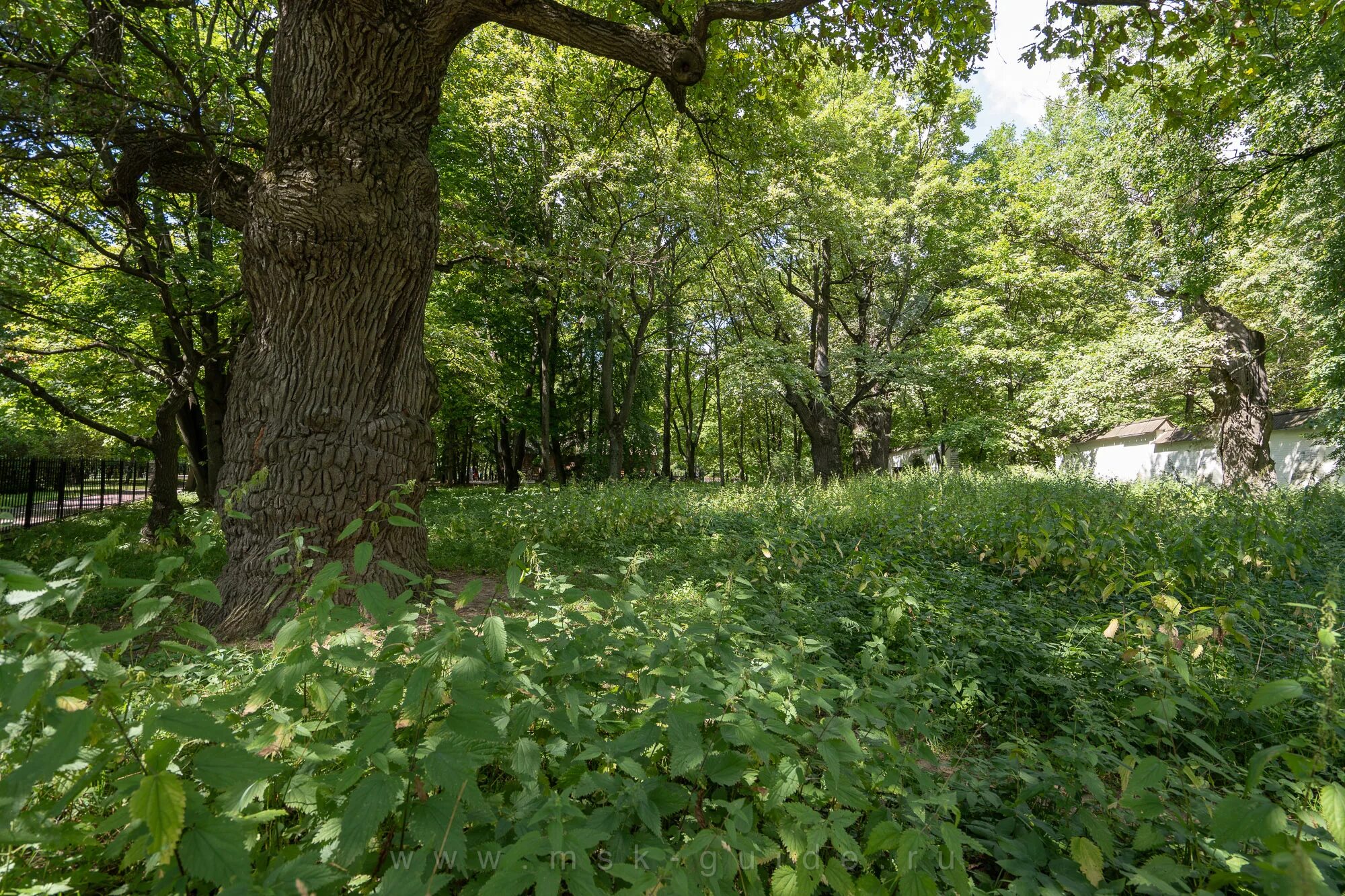 Парк дубовая роща ожерелье. Дубовый лес на прикалаусских высотах. Дубовая роща московская область. Коломенское москва дубовая роща. Памятник природы дубовая роща.